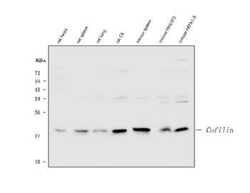 Cofilin/CFL1 Rabbit Polyclonal Antibody