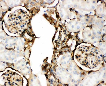 Annexin V/ANXA5 Rabbit Polyclonal Antibody