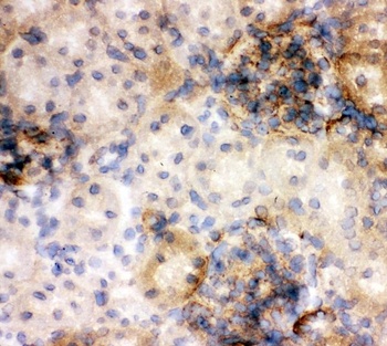 Annexin V/ANXA5 Rabbit Polyclonal Antibody