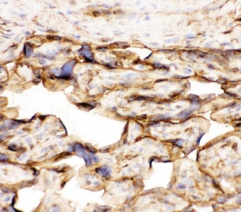 Annexin V/ANXA5 Rabbit Polyclonal Antibody