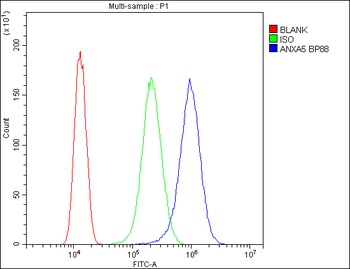 Annexin V/ANXA5 Rabbit Polyclonal Antibody