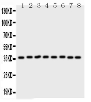 Annexin V/ANXA5 Rabbit Polyclonal Antibody