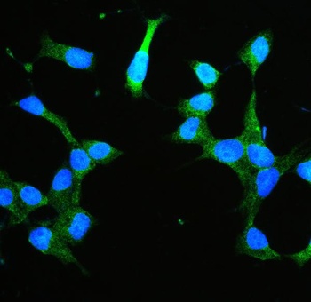Annexin V/ANXA5 Rabbit Polyclonal Antibody