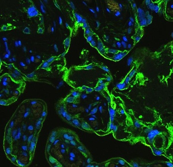 Annexin V/ANXA5 Rabbit Polyclonal Antibody