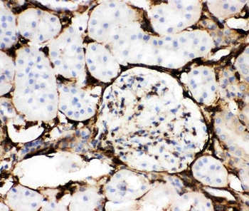 Annexin V/ANXA5 Rabbit Polyclonal Antibody