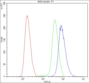 Calbindin/CALB1 Rabbit Polyclonal Antibody