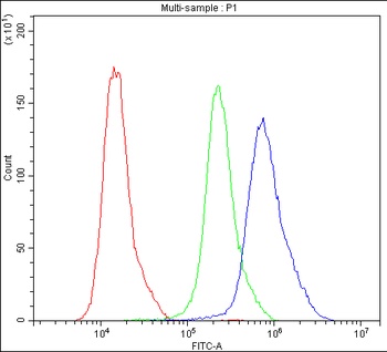 Calbindin/CALB1 Rabbit Polyclonal Antibody
