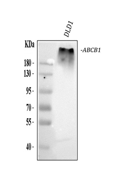 P-GlycoProtein ABCB1 Mouse Monoclonal Antibody