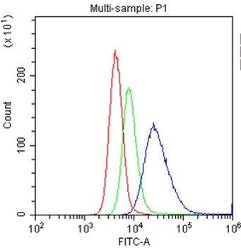 CD20/MS4A1 Rabbit Polyclonal Antibody