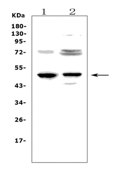 CD23/FCER2 Rabbit Polyclonal Antibody