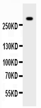 Von Willebrand Factor/VWF Rabbit Polyclonal Antibody