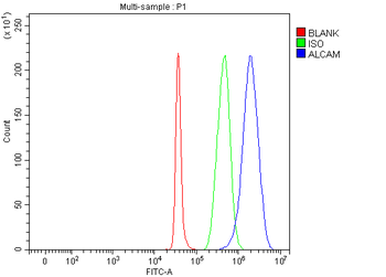 CD166/ALCAM Rabbit Polyclonal Antibody
