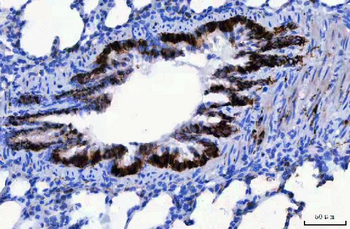 CD166/ALCAM Rabbit Polyclonal Antibody