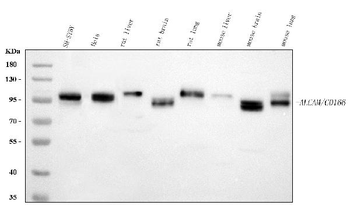 CD166/ALCAM Rabbit Polyclonal Antibody