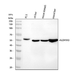 ALDH1A3 Rabbit Polyclonal Antibody