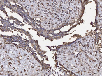 Annexin IV/ANXA4 Rabbit Polyclonal Antibody