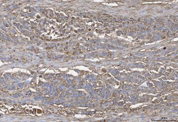 Annexin IV/ANXA4 Rabbit Polyclonal Antibody