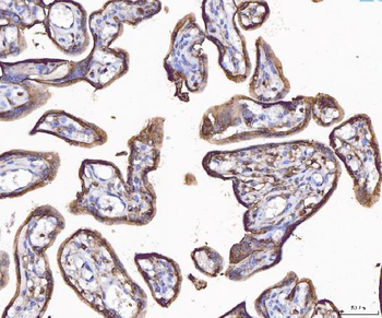 Annexin IV/ANXA4 Rabbit Polyclonal Antibody