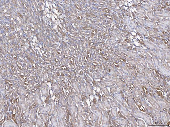 Annexin IV/ANXA4 Rabbit Polyclonal Antibody