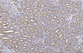 Annexin IV/ANXA4 Rabbit Polyclonal Antibody