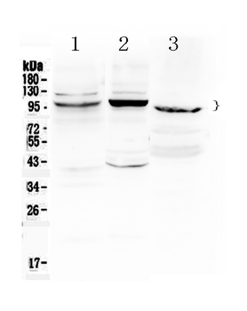 ATF6 Rabbit Polyclonal Antibody