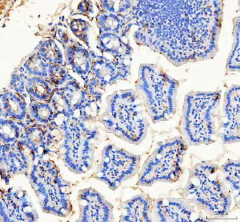Bag1 Rabbit Polyclonal Antibody