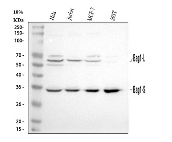 Bag1 Rabbit Polyclonal Antibody