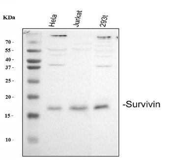 Survivin/BIRC5 Rabbit Polyclonal Antibody