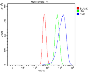 CD105/ENG Rabbit Polyclonal Antibody