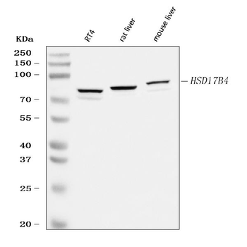Hydroxysteroid Dehydrogenase 4/HSD17B4 Rabbit Polyclonal Antibody