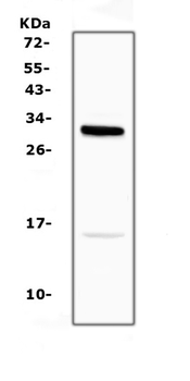 ID2 Rabbit Polyclonal Antibody