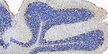 Musashi 1/Msi1 Rabbit Polyclonal Antibody