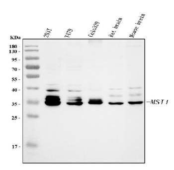 Musashi 1/Msi1 Rabbit Polyclonal Antibody