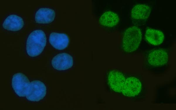 Musashi 1/Msi1 Rabbit Polyclonal Antibody
