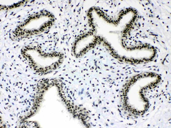 Musashi 1/Msi1 Rabbit Polyclonal Antibody