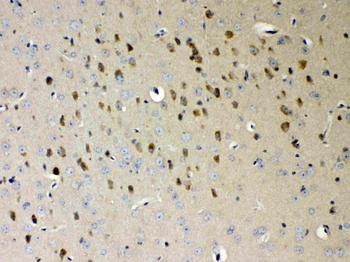 NDRG3 Rabbit Polyclonal Antibody