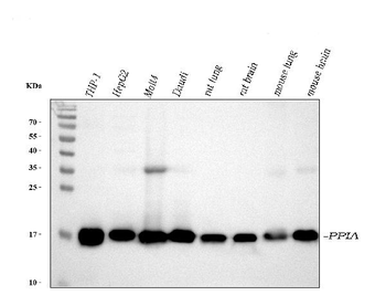 Cyclophilin A/PPIA Rabbit Polyclonal Antibody