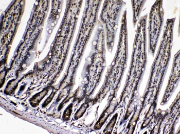 Cyclophilin A/PPIA Rabbit Polyclonal Antibody