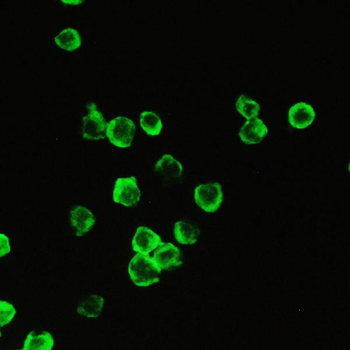 Cyclophilin A/PPIA Rabbit Polyclonal Antibody