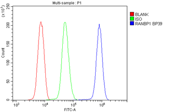 RanBP1 Rabbit Polyclonal Antibody