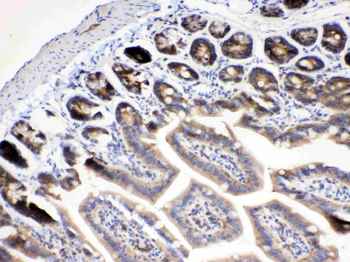 RanBP1 Rabbit Polyclonal Antibody