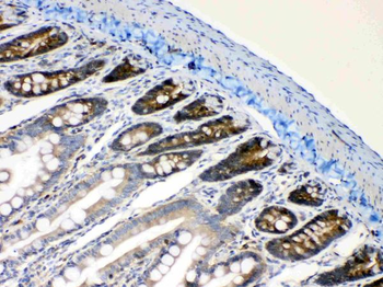RanBP1 Rabbit Polyclonal Antibody