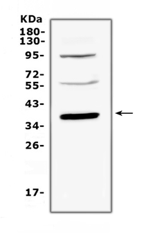 Thrombopoietin/Thpo Rabbit Polyclonal Antibody