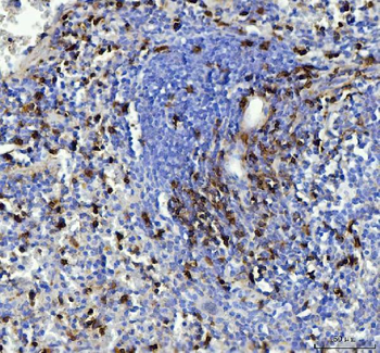 CD90/Thy1 Rabbit Polyclonal Antibody