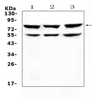 RANK/TNFRSF11A Rabbit Polyclonal Antibody