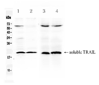 TRAIL/Tnfsf10 Rabbit Polyclonal Antibody