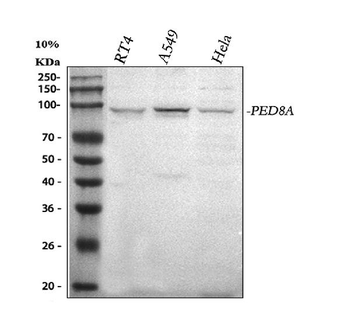 PDE8A Rabbit Polyclonal Antibody
