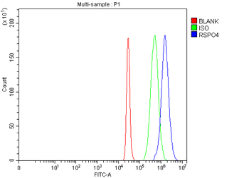 RSPO4 Rabbit Polyclonal Antibody