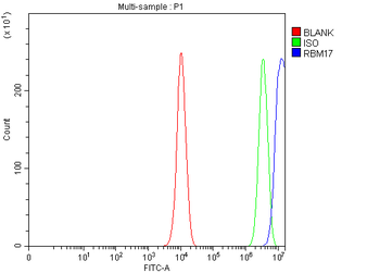 RBM17 Rabbit Polyclonal Antibody