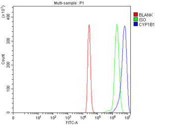 CYP1B1 Rabbit Polyclonal Antibody